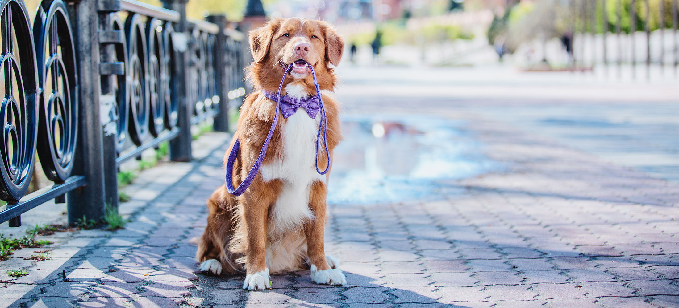 The Chimacum Valley Veterinary Hospital Veterinarians