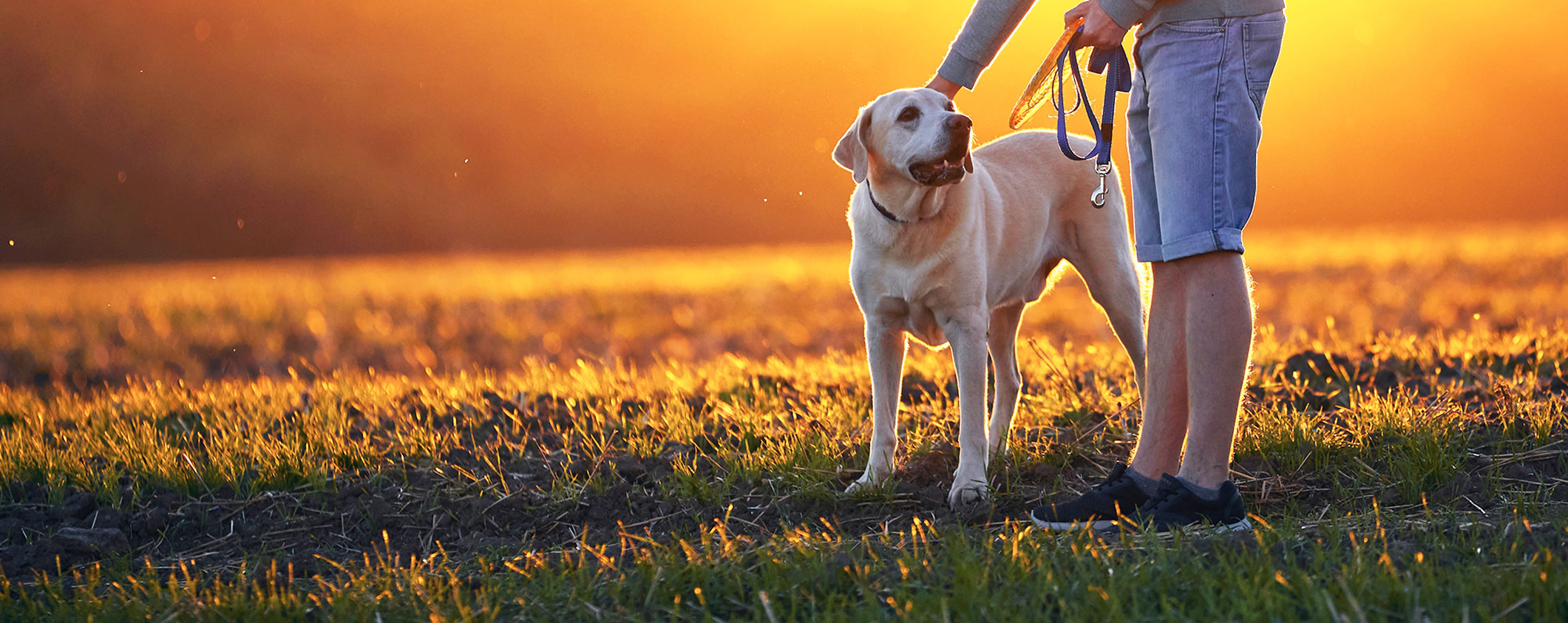 Pet Diagnostic Services Chimacum Valley Veterinary Hospital