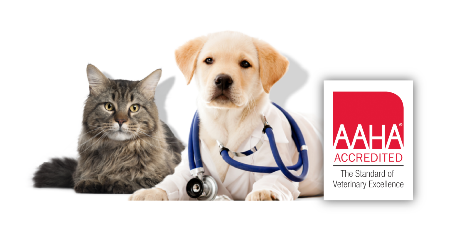 Veterinarian and Animal Hospital in Port Hadlock, WA | Chimacum Valley ...