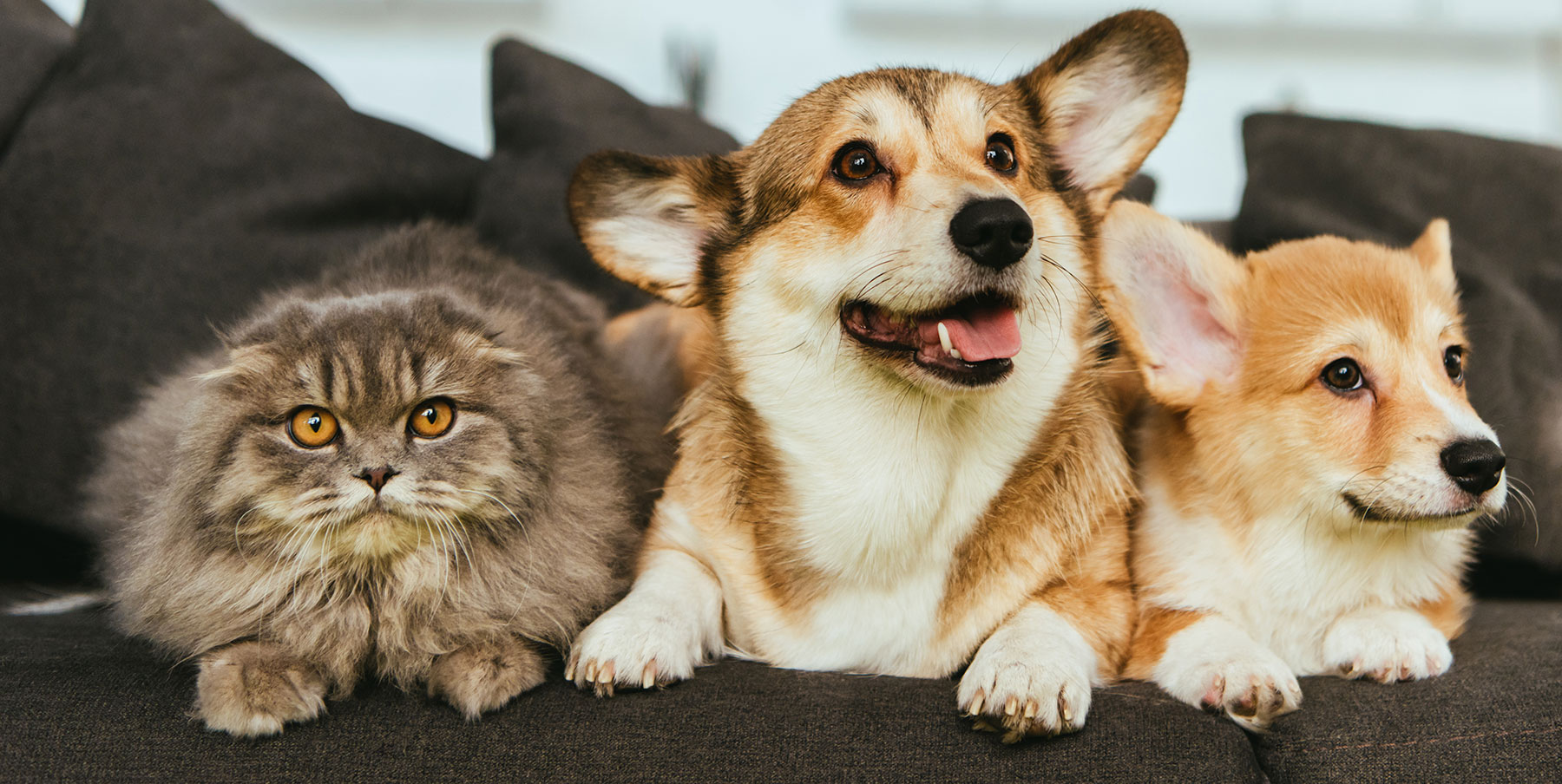 Our Staff Chimacum Valley Veterinary Hospital