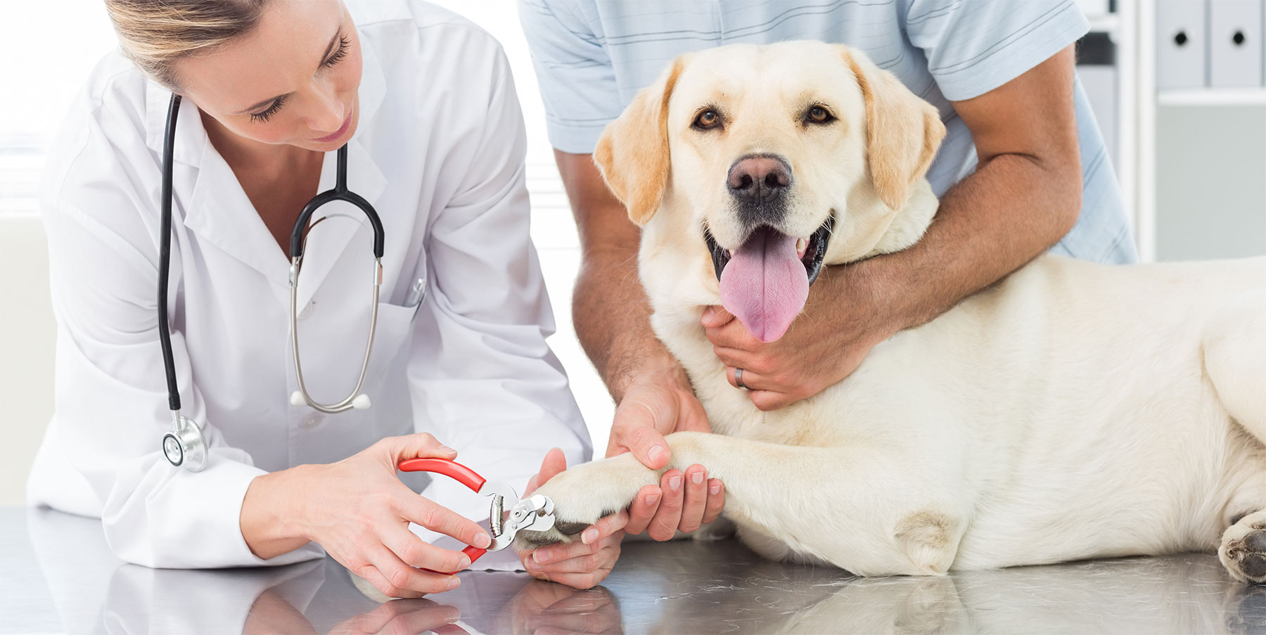 Covid19 Policies Chimacum Valley Veterinary Hospital