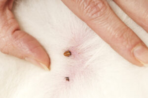 ticks on dogs in Port Hadlock, WA