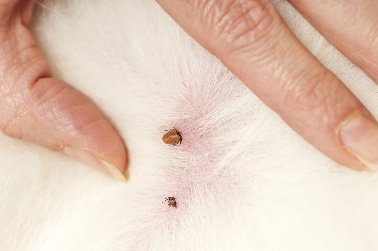 Ticks on Dogs: Causes \u0026 Removal - Chimacum Valley Veterinary Hospital, image size:1257x835