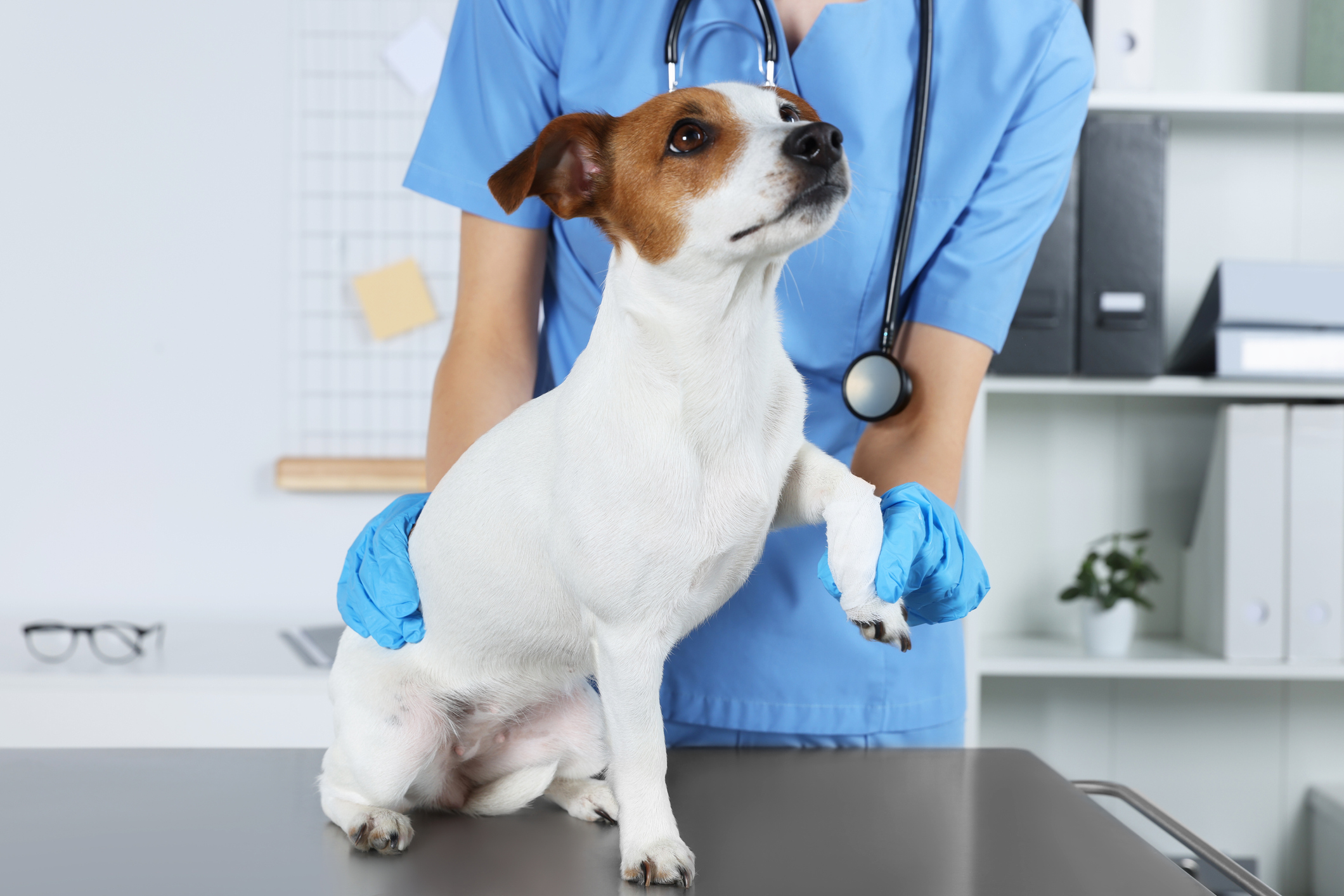 Sore Paw Woes Identifying Causing And Soothing Solutions For Sore Dog 