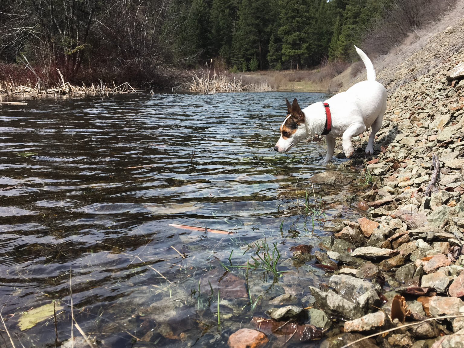Leptospirosis in Dogs Chimacum Valley Veterinary Hospital