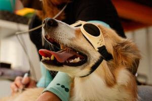 dog-receiving-laser-therapy