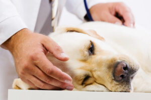 vet-petting-sick-dog-at-clinic