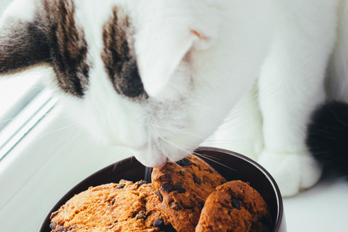 cat-sniffing-chocolate-chip-cookies