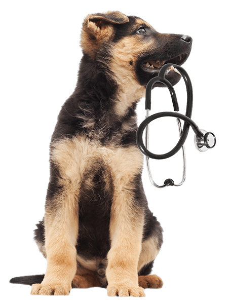 puppy with stethoscope