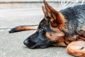 sad-german-shepherd-dog-laying-on-sidewalk