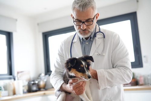 male-vet-examining-small-dog-at-clinic