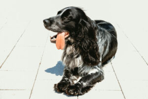 black-spaniel-laying-on-pavement-with-tongue-out-in-the-sun