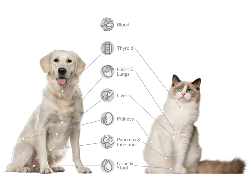 infographic of dog and cat optisigns