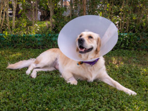 golden-retriever-dog-laying-in-the-grass-and-wearing-a-medical-cone