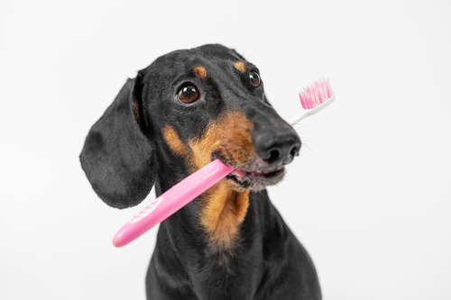 black-and-brown-dachshund-dog-holding-pink-toothbrush-in-mouth