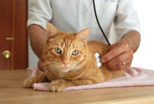 vet-listening-to-orange-cat's-lungs-at-clinic