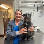 woman smiling holding grey dog on exam table