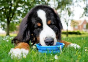 bernese mountain dog drinking water from a bowl outside