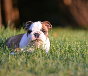 bulldog puppy eating grass