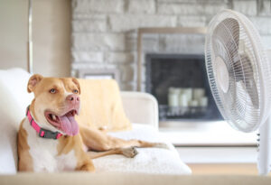 dog laying on the sofa enjoying cool air from a fan while panting