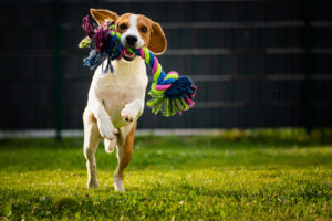 beagle running in dog park with colorful rope toy in its mouth