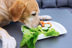 yellow labrador dog eating vegetables off of a plate on the table