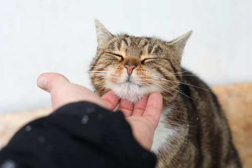 owner scratching happy cat under its chin