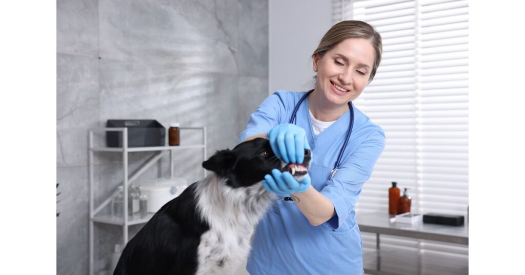 female vet examining dog's teeth at clinic