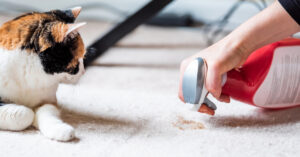 tricolored cat watching owner clean up carpet from hairball