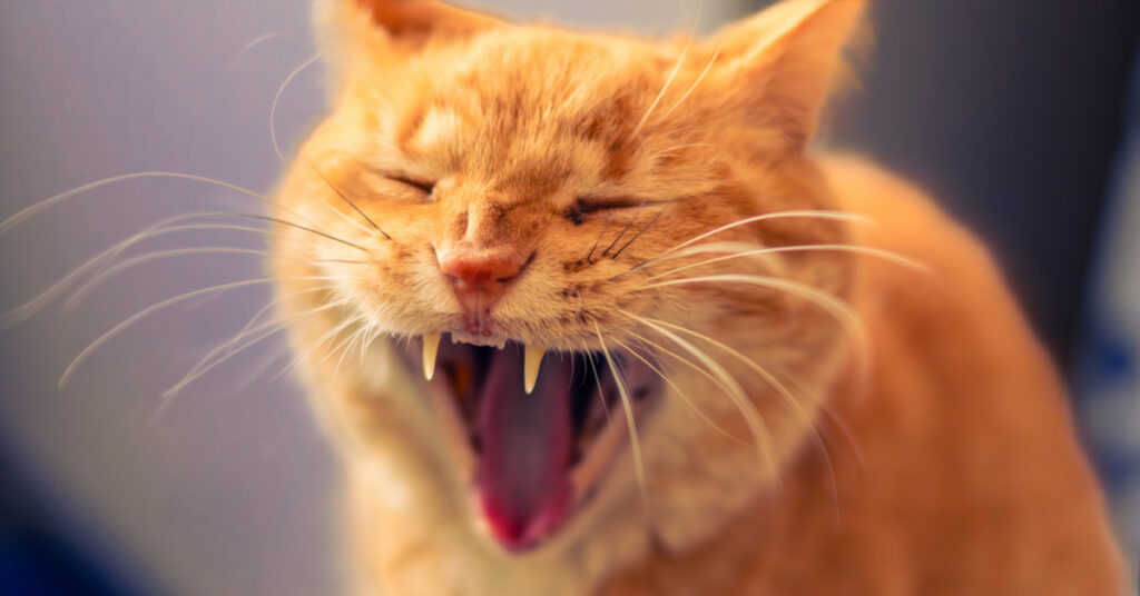 close up of orange cat sneezing