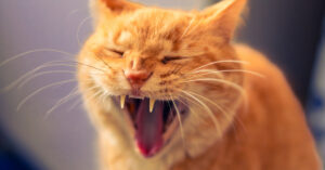 close up of orange cat sneezing
