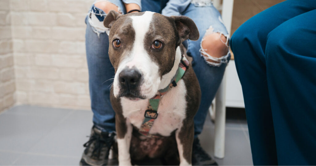 dog sitting at the vet with owner